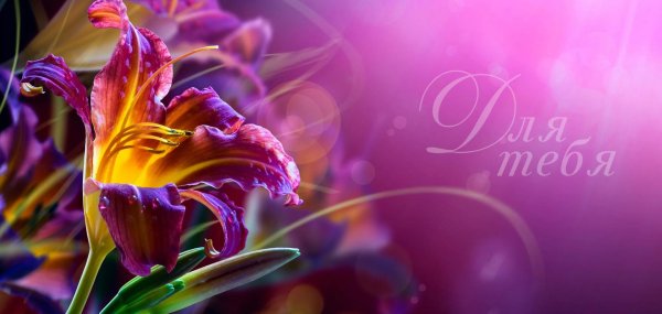 цветок красивый