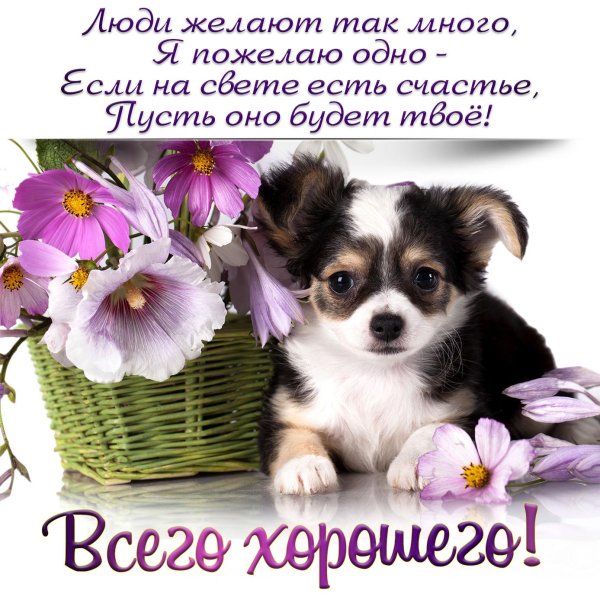 собака чихуахуа