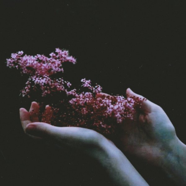 эстетичные цветы