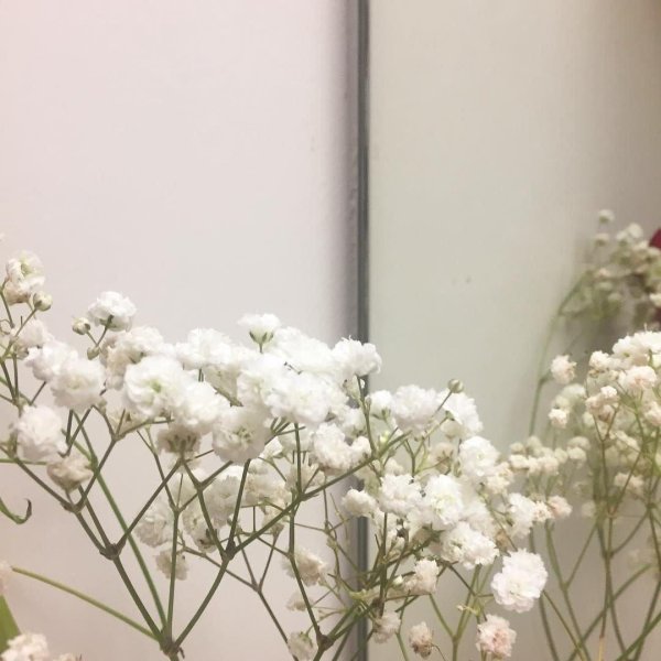 гипсофила эсмеральда