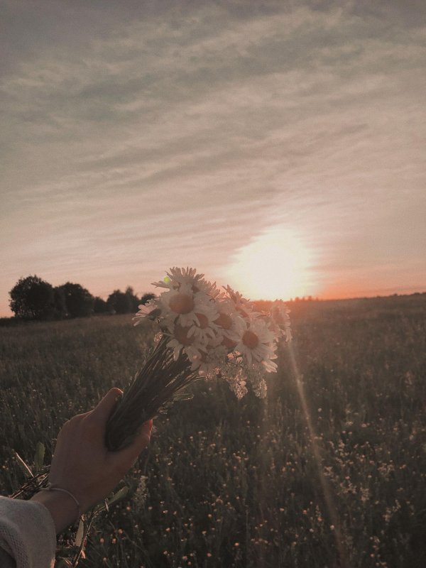 поле эстетика