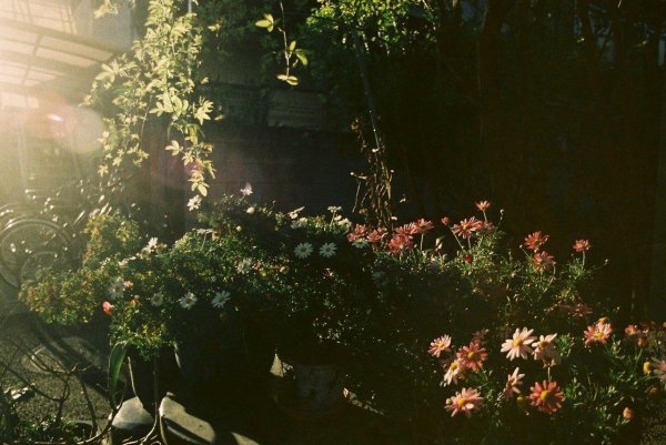 растение эстетика