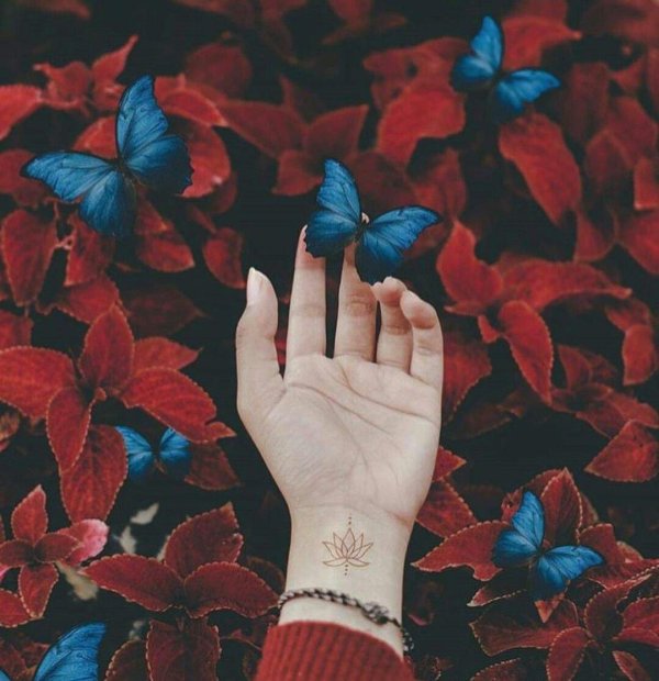бабочка на руке