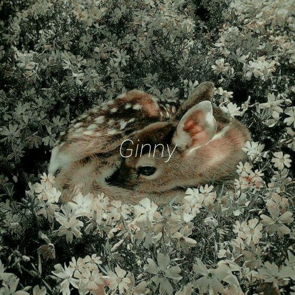 милые оленята