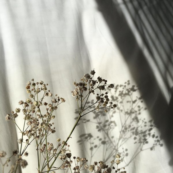 белая гипсофила