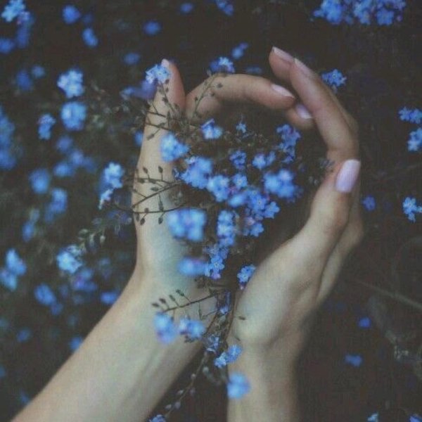 незабудка твой любимый цветок