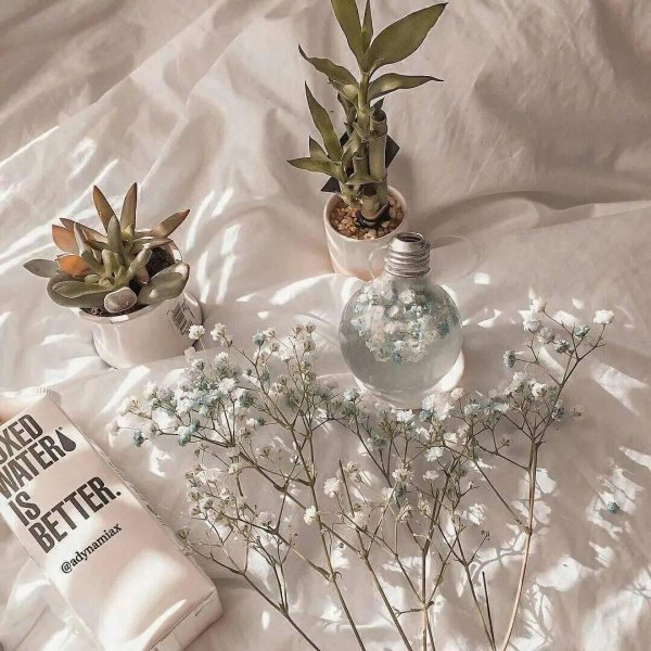 гипсофила экселенс