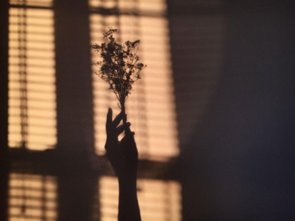 цветок в тени