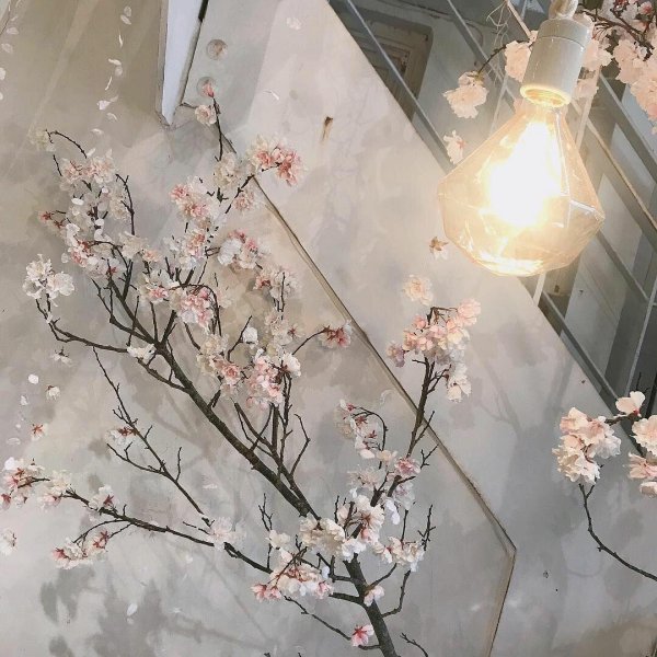 сакура эстетика