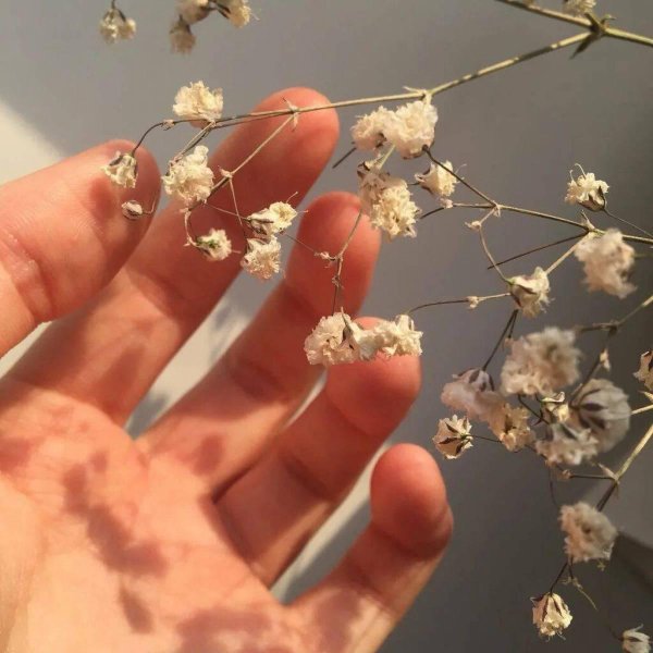 гипсофила арециевидная