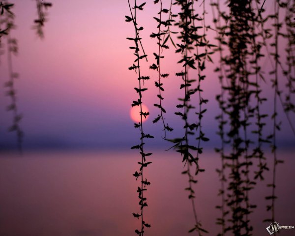 природа эстетик