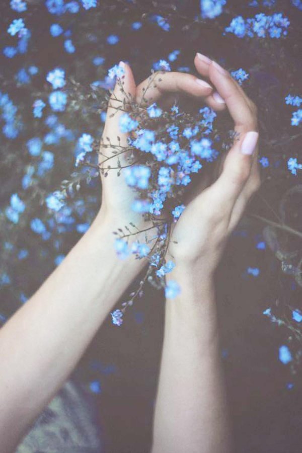 незабудка твой любимый цветок