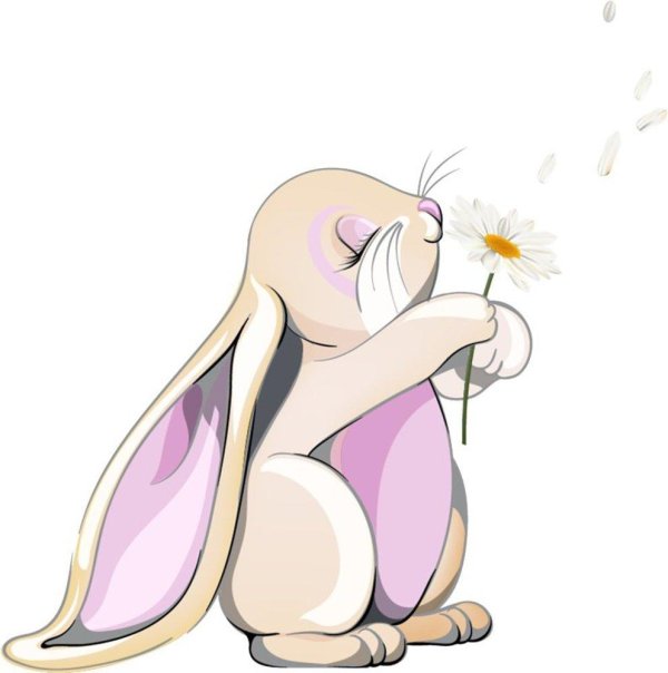 ромашка на белом фоне