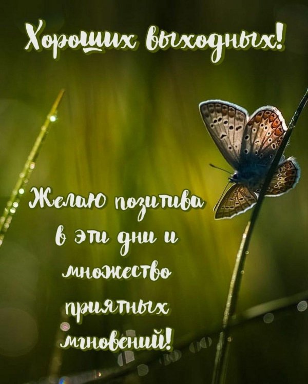 голубянка бабочка