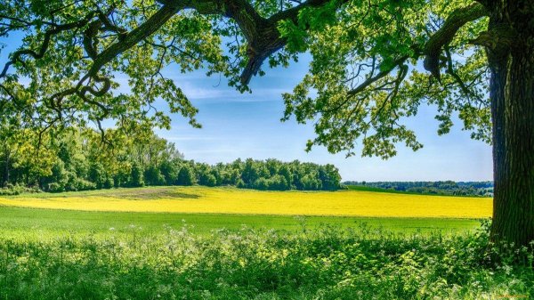 природа летом