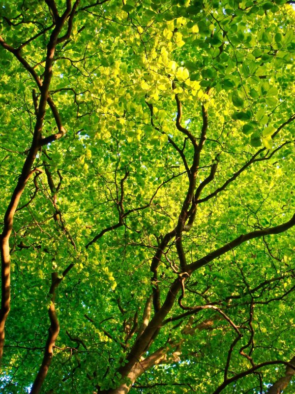 зеленая листва