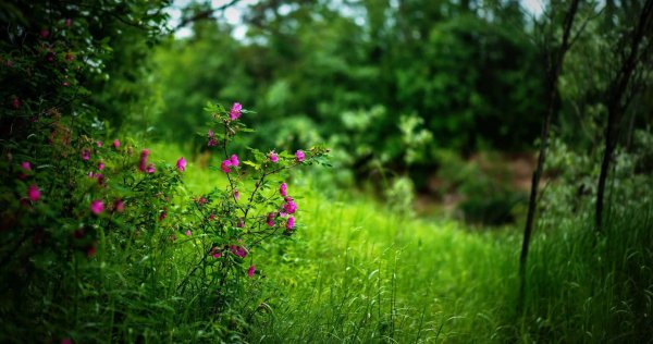 лесная трава