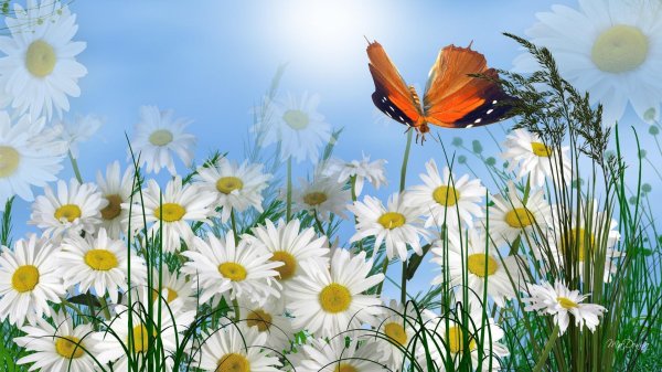бабочка на ромашке
