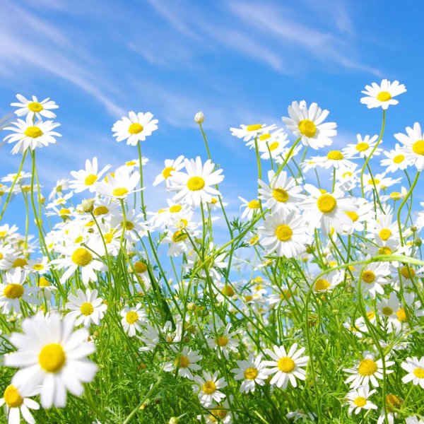 фон ромашек