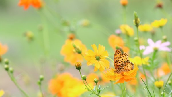 заставка на телефон бабочки