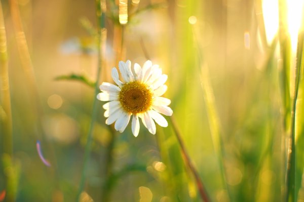 ромашка цветки