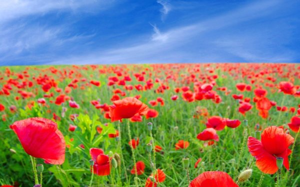 полей цветок