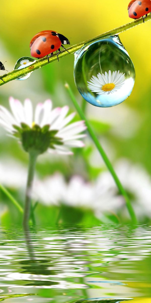 ромашка с божьей коровкой