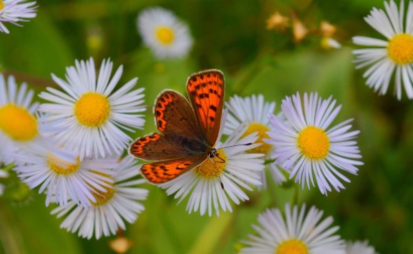 lycaena virgaureae