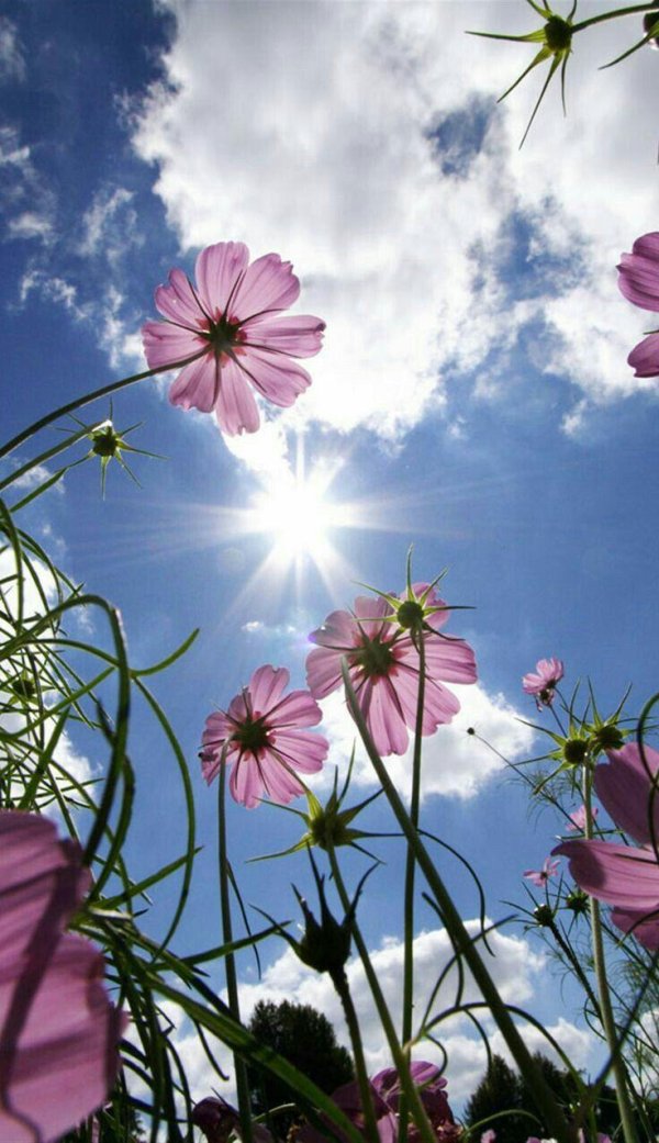 цветы вертикально