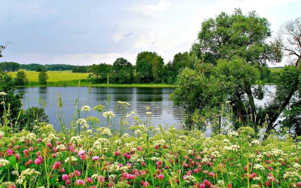 русская природа летом