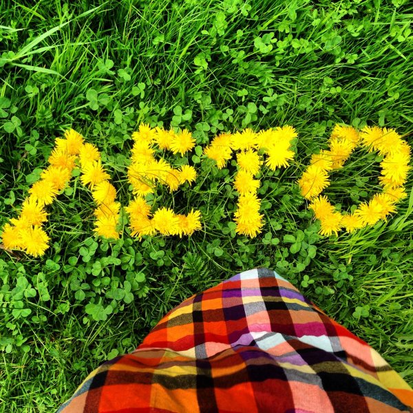 слово выложенное из одуванчиков