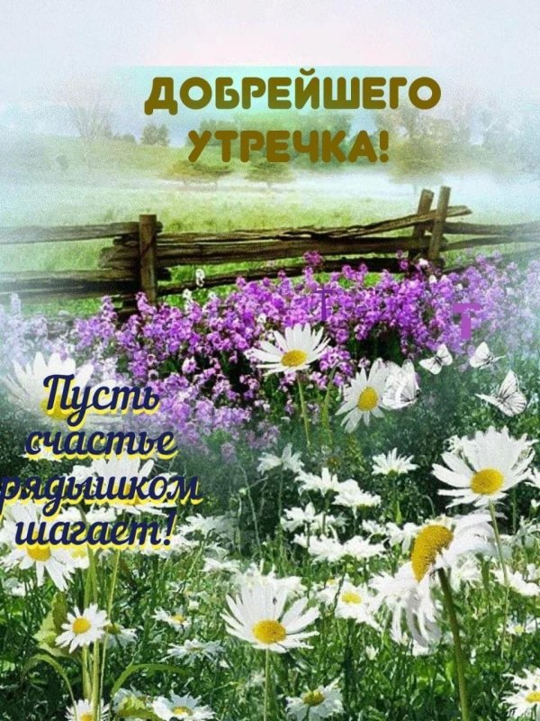 летнее утро доброе
