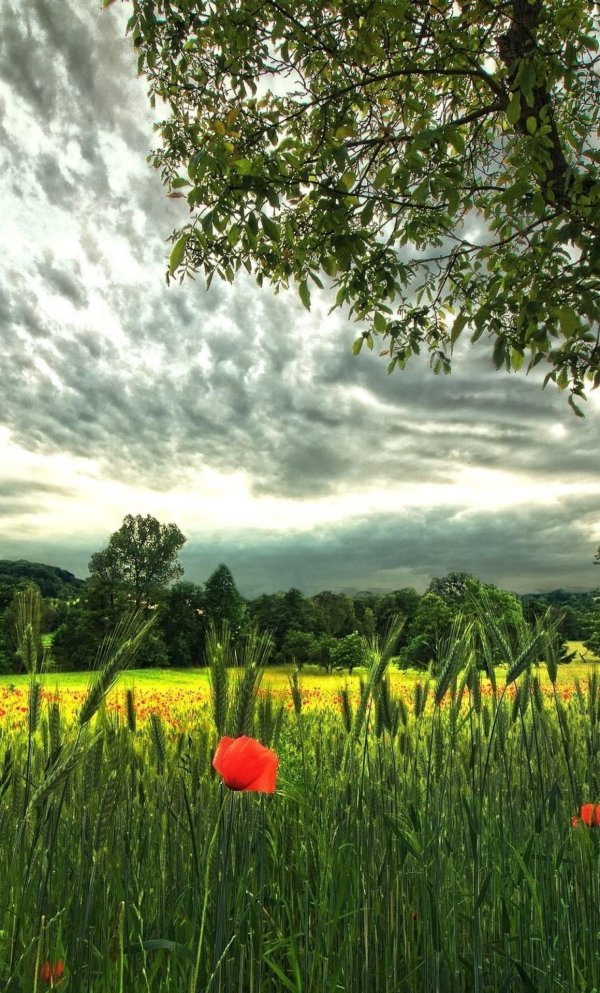 летние пейзажи