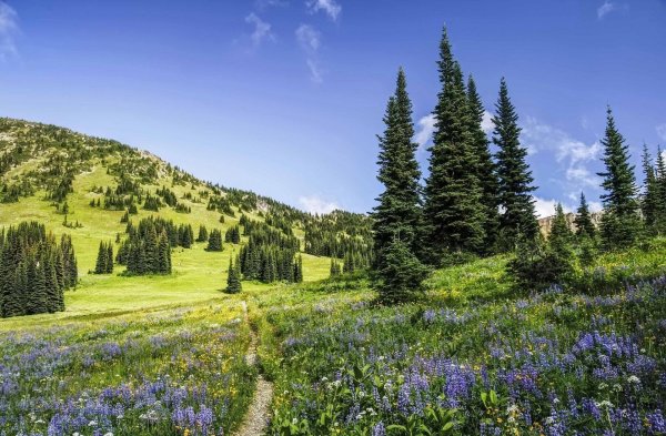 луга тропа лес