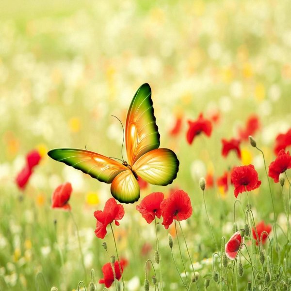 бабочка яркая