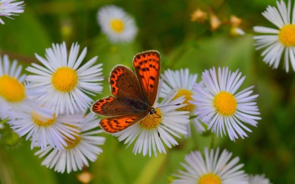 lycaena virgaureae