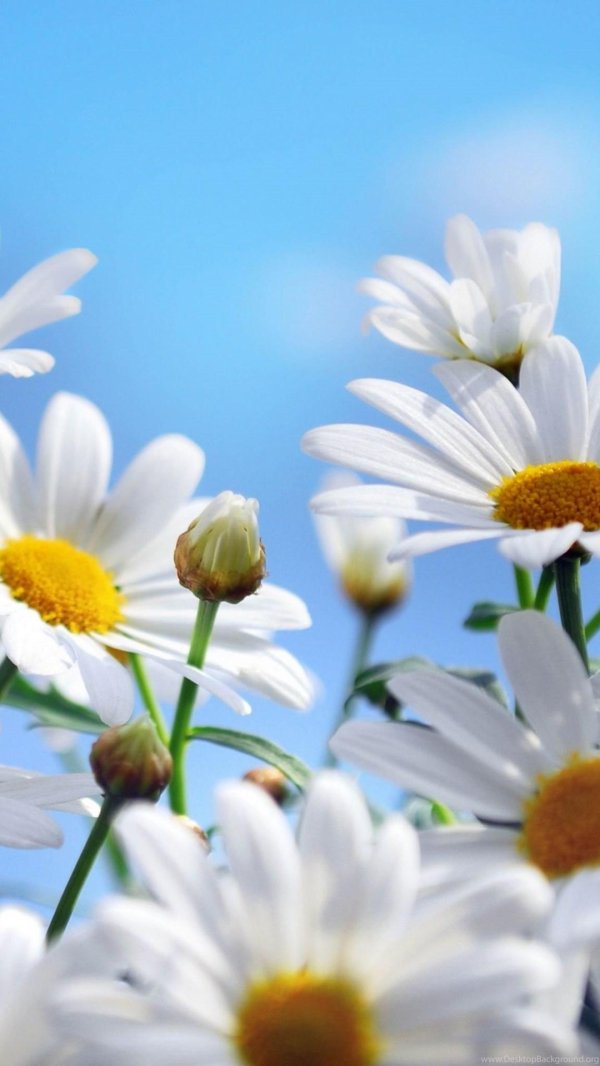 ромашка цветки