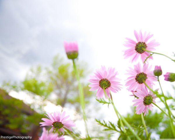 цветок полевой