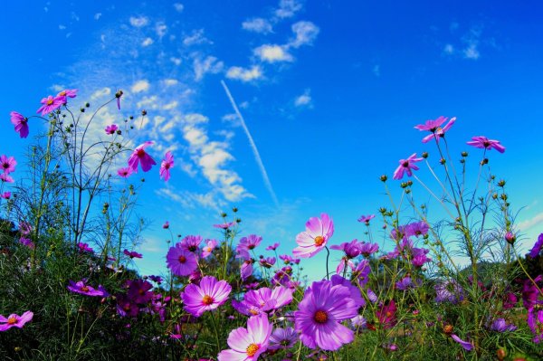 cosmos flower