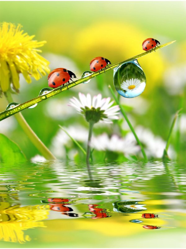 божья коровка на одуванчике