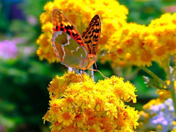 бабочка желтая