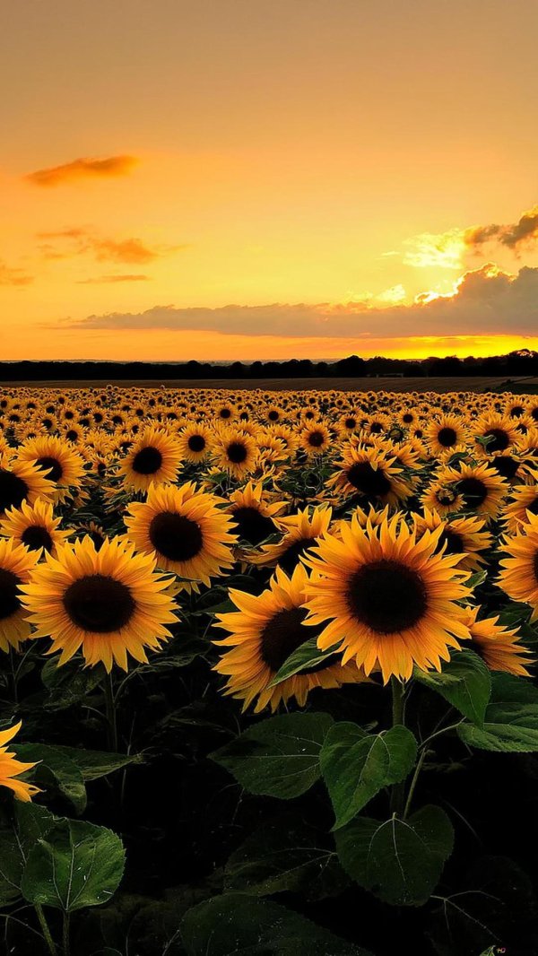 красивые подсолнухи