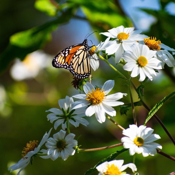 monarch butterfly