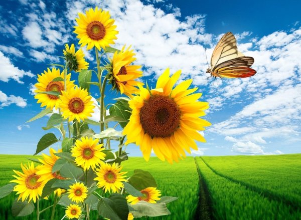 красивые подсолнухи