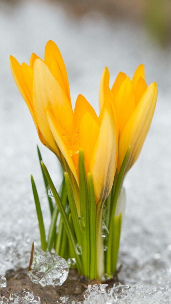 крокус желтый