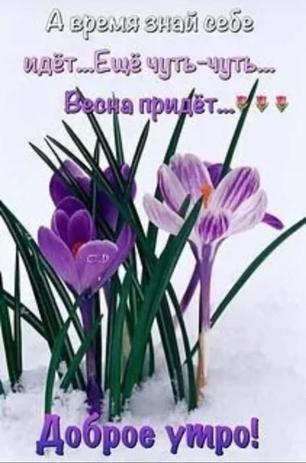 первоцветы крокусы