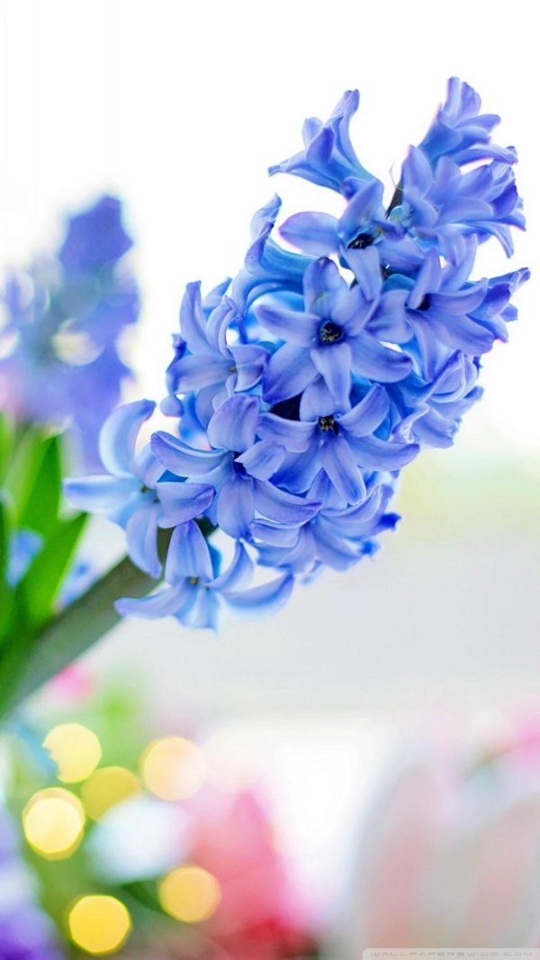 гиацинт синий