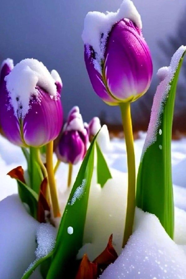 сиреневые тюльпаны