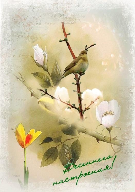 птица акварель