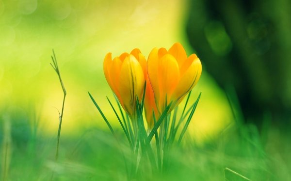 цветок крокус